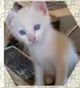 Lindos gatinhos