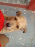 Menina
