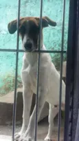 Cachorro raça Vira Lata idade 7 a 11 meses nome Paçoca 
