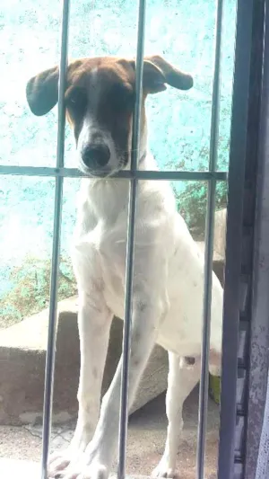 Cachorro raça Vira Lata idade 7 a 11 meses nome Paçoca 