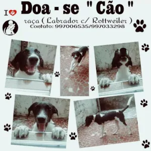 Cachorro raça Labrador c/  Rottweiler idade 2 a 6 meses nome Merley