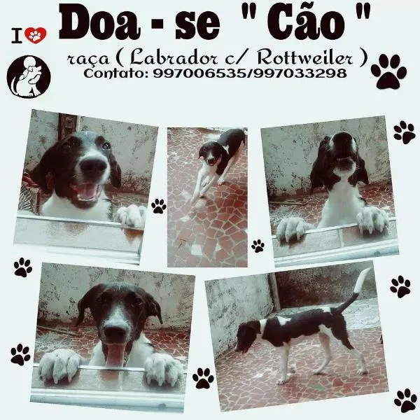 Cachorro ra a Labrador c/  Rottweiler idade 2 a 6 meses nome Merley