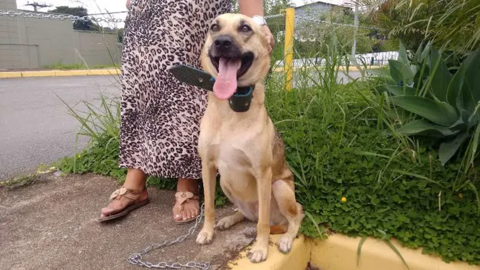 Cachorro ra a pastor com ransqui idade 2 anos nome laila