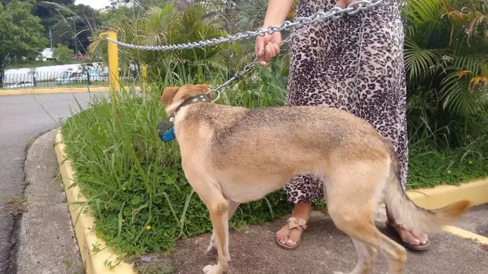 Cachorro ra a pastor com ransqui idade 2 anos nome laila