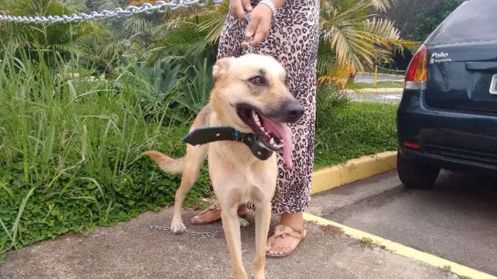 Cachorro ra a pastor com ransqui idade 2 anos nome laila
