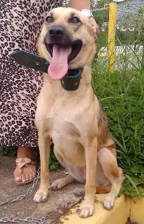 Cachorro raça pastor com ransqui idade 2 anos nome laila