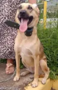 laila