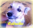 Catucho