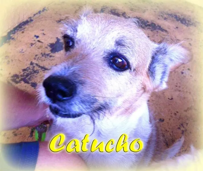 Cachorro ra a vira-lata idade 6 ou mais anos nome Catucho