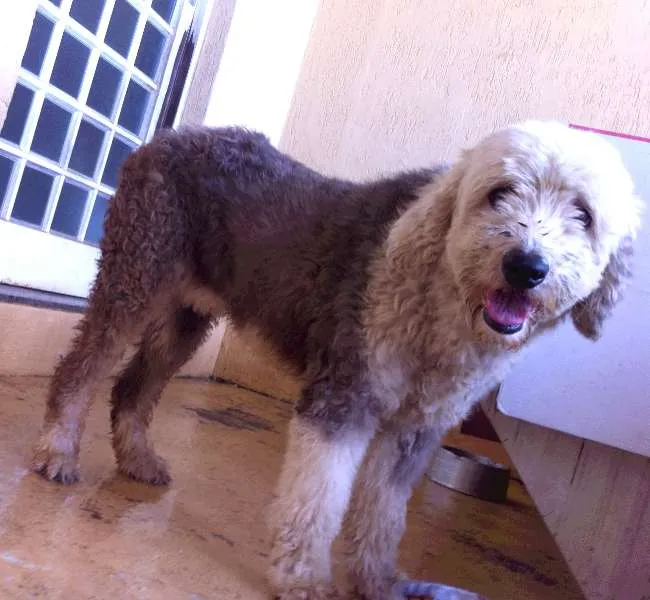 Cachorro ra a Shipdog idade 6 ou mais anos nome Princesa