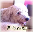 Princesa