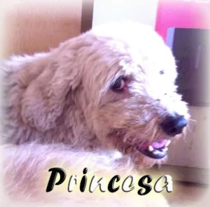 Cachorro raça Shipdog idade 6 ou mais anos nome Princesa