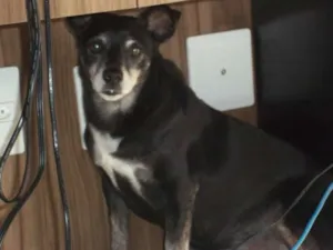 Cachorro raça Vira lata idade 6 ou mais anos nome Lui