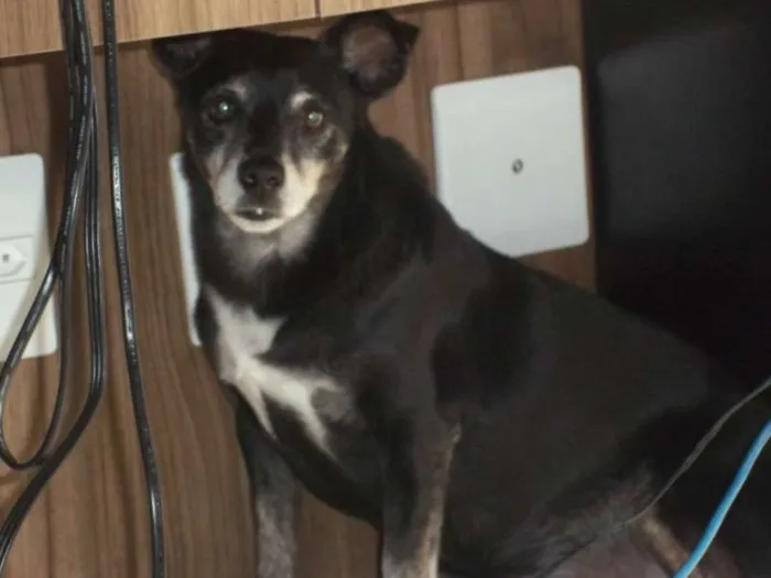 Cachorro ra a Vira lata idade 6 ou mais anos nome Lui
