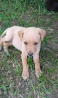Fofinho