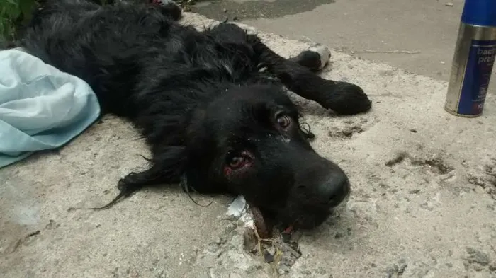 Cachorro ra a vira lata idade 1 ano nome sem nome