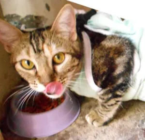 Gato raça  idade 2 anos nome TATI