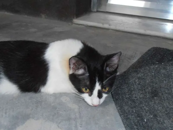 Gato ra a srd idade 2 a 6 meses nome Fra