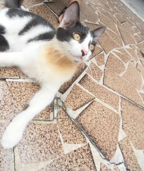 Gato ra a srd idade 2 a 6 meses nome Fra