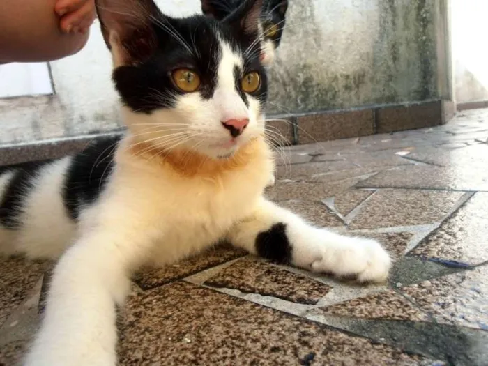 Gato ra a srd idade 2 a 6 meses nome Fra