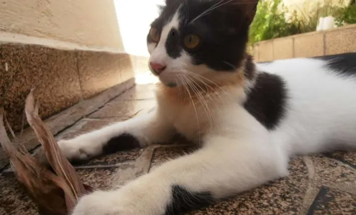Gato ra a srd idade 2 a 6 meses nome Fra