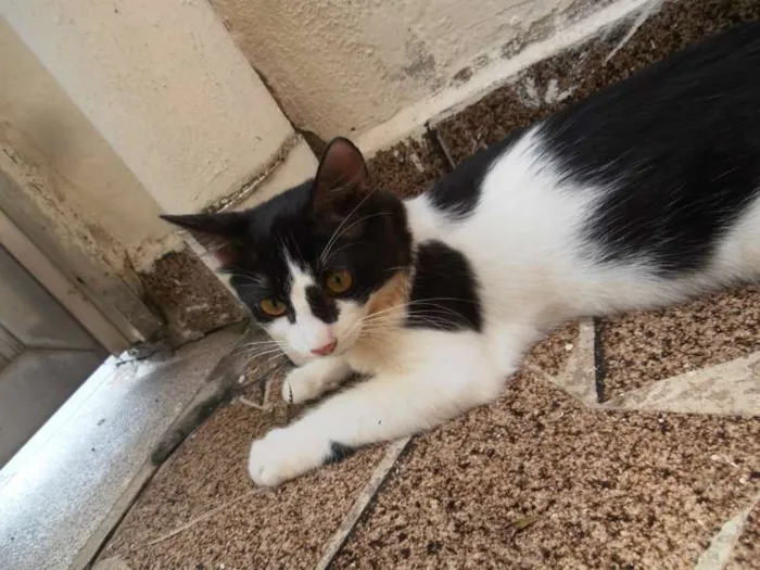 Gato ra a srd idade 2 a 6 meses nome Fra