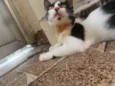 Fra
