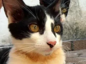 Gato raça srd idade 2 a 6 meses nome Fra