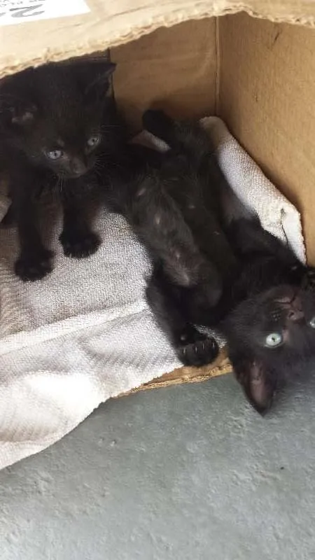 Gato ra a Comum idade Abaixo de 2 meses nome Sem Nome