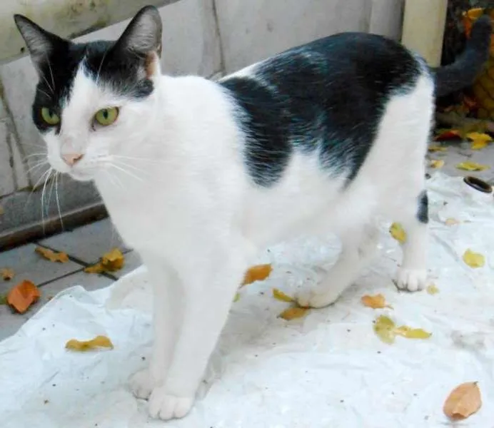 Gato raça  idade 2 anos nome NEKTAR