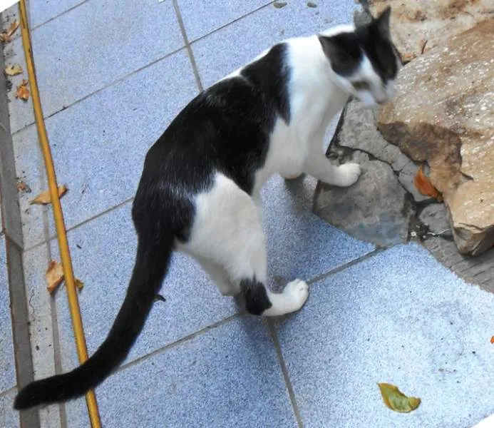 Gato raça  idade 2 anos nome NEKTAR