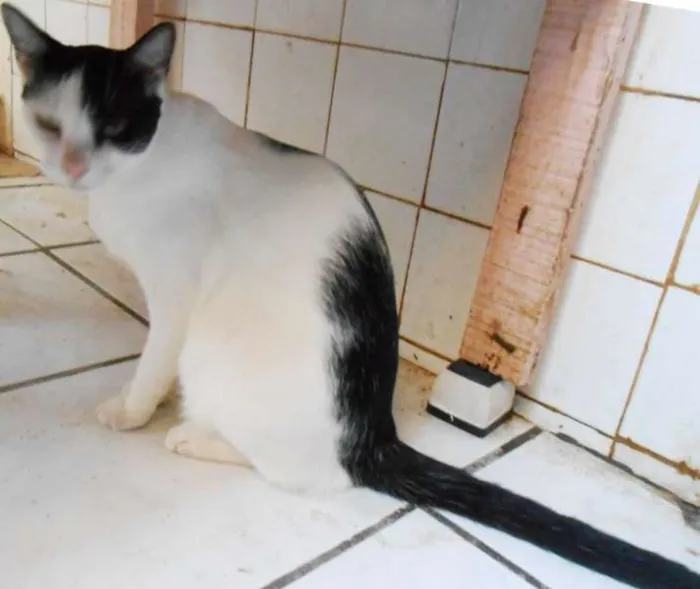 Gato raça  idade 2 anos nome NEKTAR