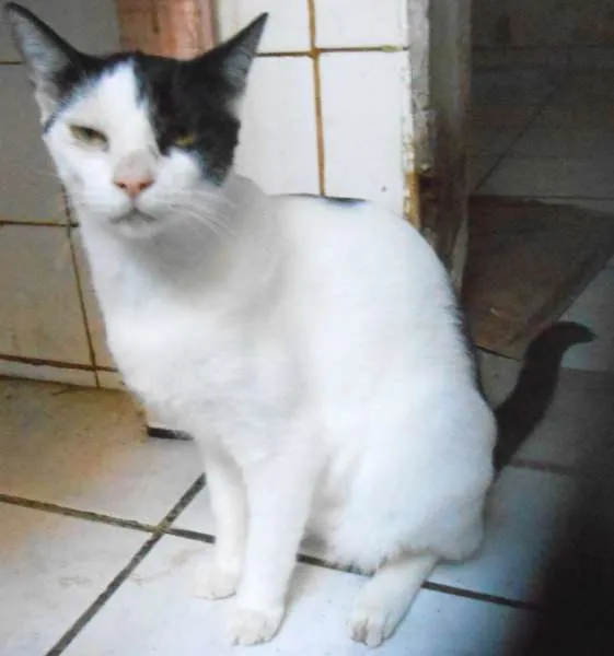 Gato raça  idade 2 anos nome NEKTAR
