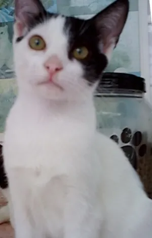 Gato raça  idade 2 anos nome NEKTAR