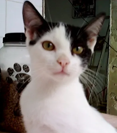 Gato raça  idade 2 anos nome NEKTAR