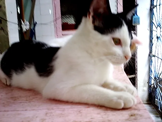 Gato raça  idade 2 anos nome NEKTAR