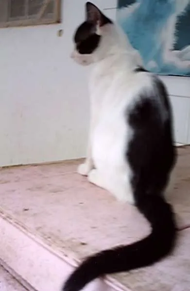 Gato raça  idade 2 anos nome NEKTAR