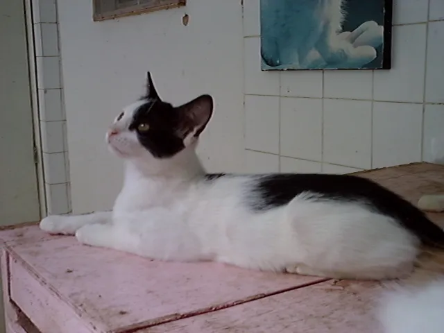 Gato raça  idade 2 anos nome NEKTAR