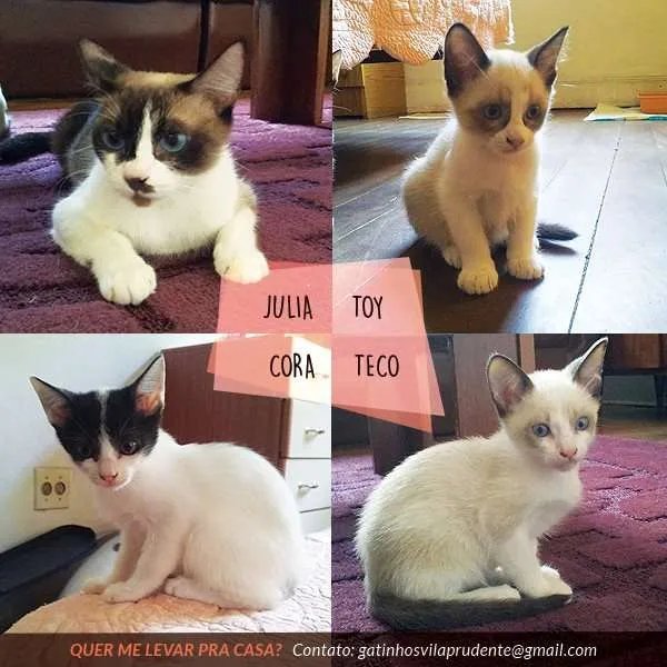 Gato ra a SRD idade 7 a 11 meses nome Julia, Toy, Cora e 