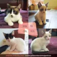 Julia, Toy, Cora e