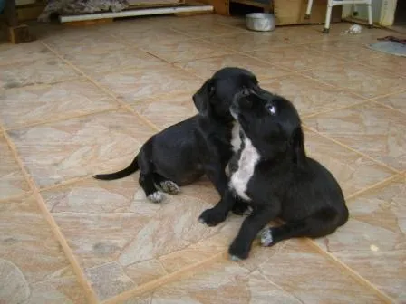 Cachorro ra a mestiça idade Abaixo de 2 meses nome sem nome