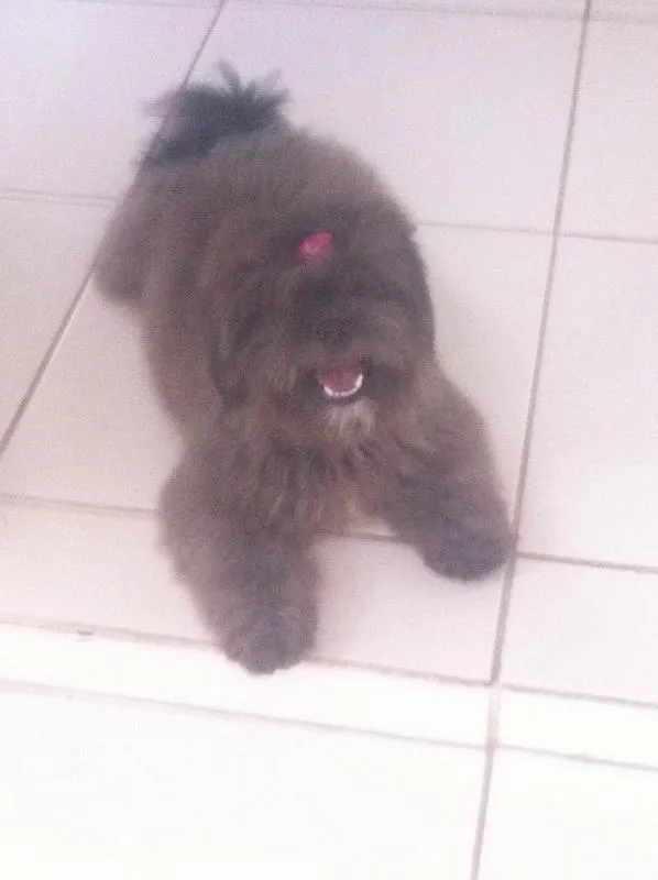 Cachorro ra a Lhasa apso idade  nome Sem nome