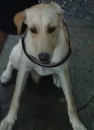 Cachorro raça Labrador idade 7 a 11 meses nome Jolie