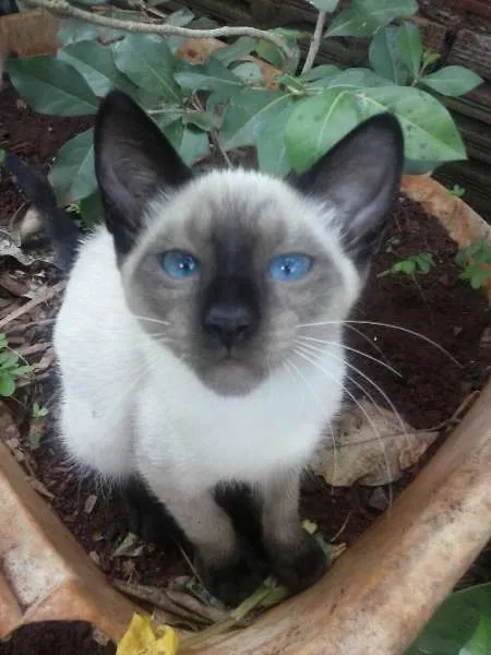 Gato ra a Siamês idade 2 a 6 meses nome Parafuso