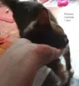 Princesa