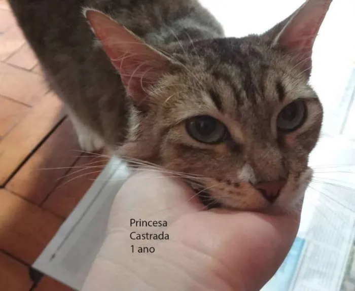 Cachorro ra a SRD idade 1 ano nome Princesa