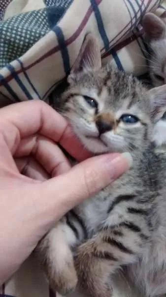 Gato ra a srd idade Abaixo de 2 meses nome Melissa
