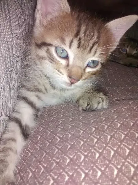 Gato ra a srd idade Abaixo de 2 meses nome Grelhadinho