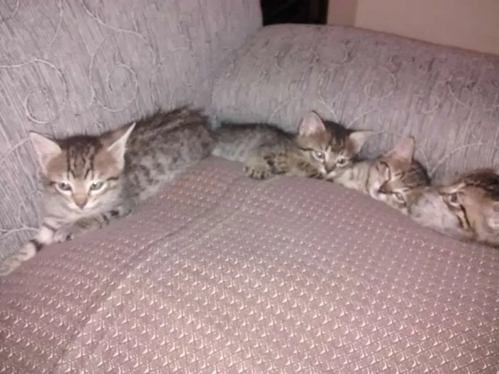 Gato ra a srd idade Abaixo de 2 meses nome Grelhadinho