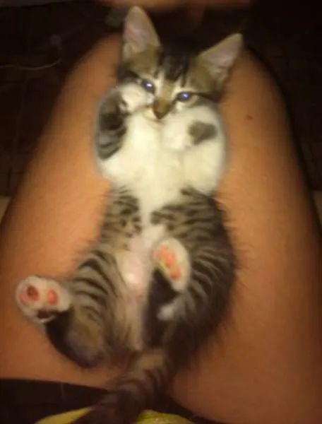 Gato ra a Vira-lata idade 2 a 6 meses nome Penelope